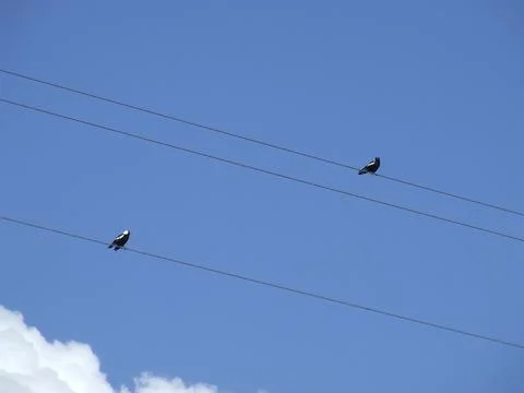 Birds on the wire. Stock Photos