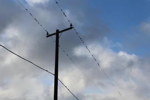 Birds on a wire Foto stock