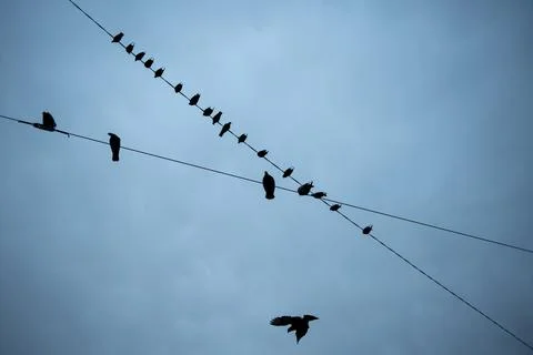 Birds in a wire Stock Photos