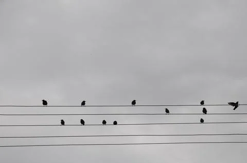 Birds on wire Фото