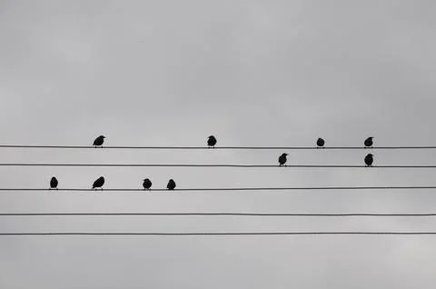 Birds on wire Stock Photos