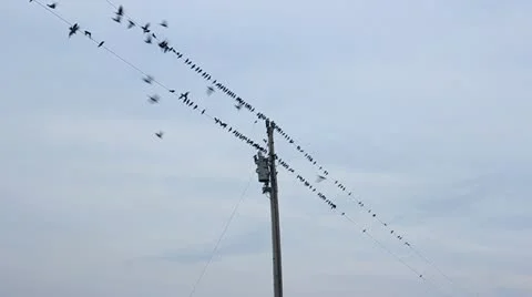 Birds on a Wire Slow Motion Stock Footage 11691187