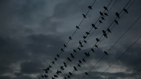 Birds on a Wire Stock Video Stock Footage