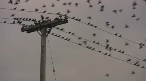 Birds on a Wire Take Flight Stock Footage 973985