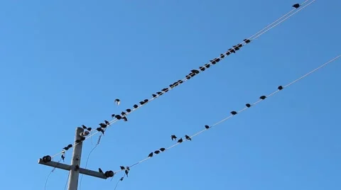 Birds on a wire take off Stock Footage 59695565