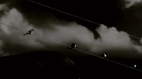 Birds on a wire1 Stock Footage 938569