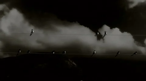 Birds on a wire2 Vídeo Stock 938582