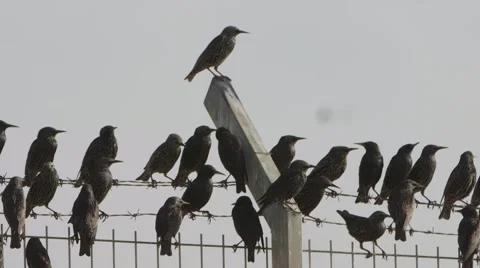Birds on a wire.mp4 Stock Footage 68903890