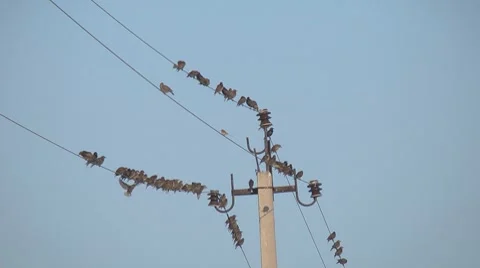 Birds on wires Stock Footage 7885233