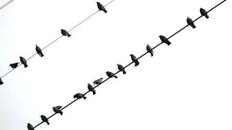 Birds on wires Stock Footage 8680800