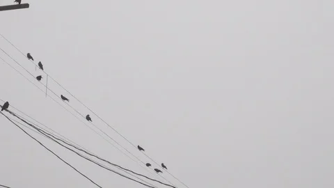 Birds on the wires 動画素材 122354767