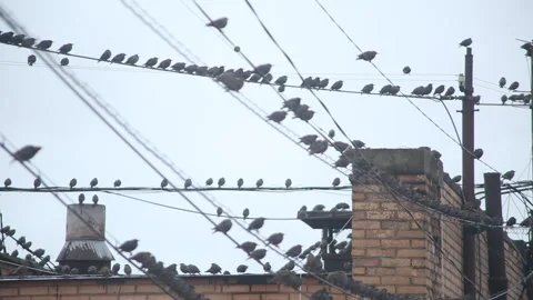 Birds on wires Video stock 161840734
