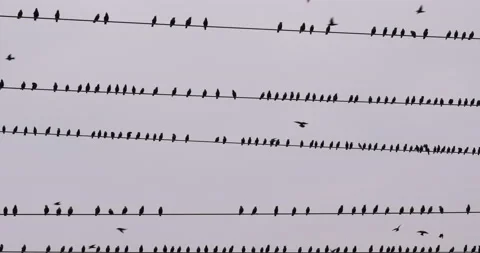 Birds On Wires Stock Footage 170529491