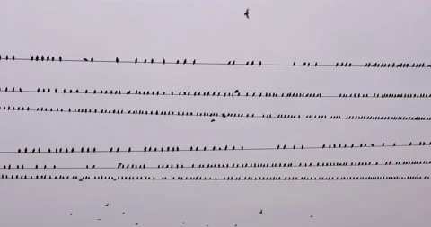Birds On Wires Stock Footage 170726414