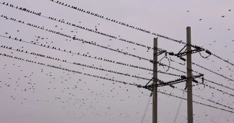 Birds On Wires Stock Footage 170726873