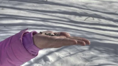 Birds in women's hand eat seeds Stock Footage