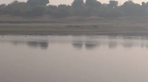 Birds in Yamuna river Stock Footage 33473049