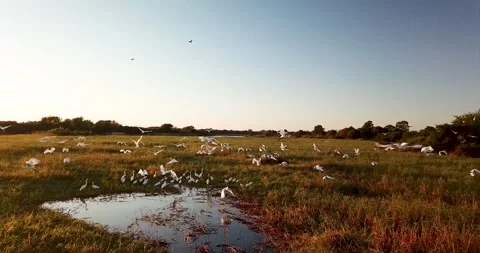 Birds of the Zambezi river Stock Footage