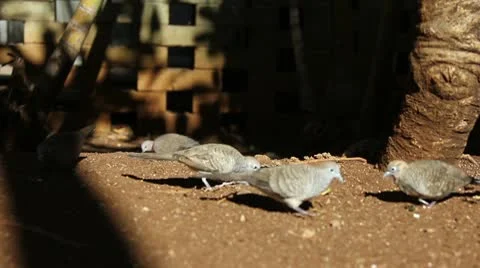 Birds Zoo Stock Footage 8987720