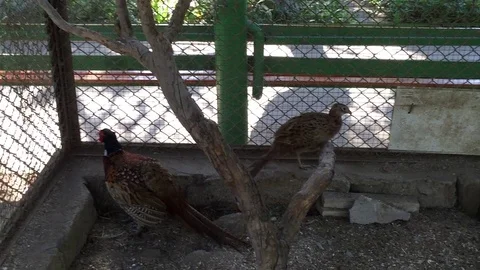 Birds in zoo Stock Footage 80090909