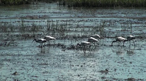 Birds With Zoom In Stock Footage 24782083