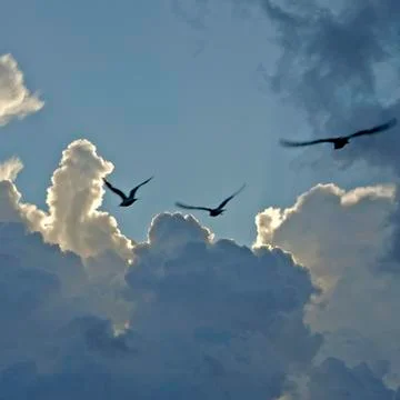 Birds008 Photos