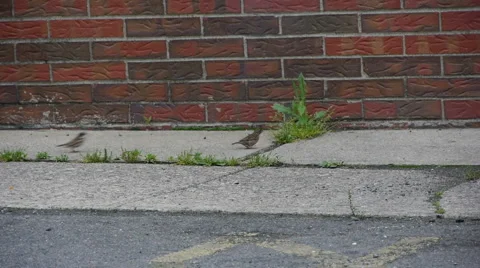 Birds01 스톡 동영상 5363347