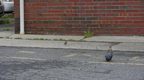 Birds02 Video stock 5361759