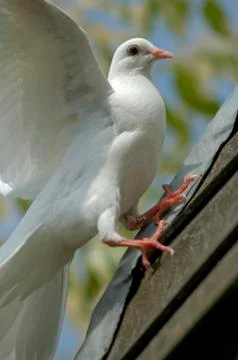 Birds021 Stock Photos