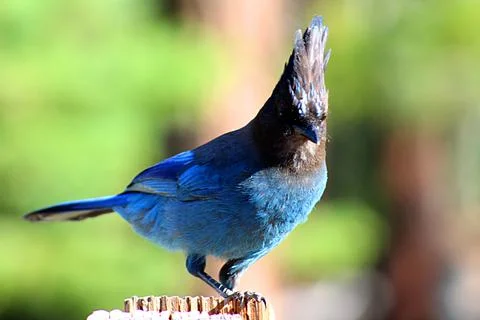 Birds0307 Stock Photos