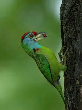 Birds20 Stock Photos