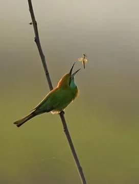 Birds24  Stock Photos