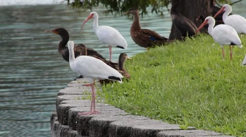 Birds_004 Video stock 8551083