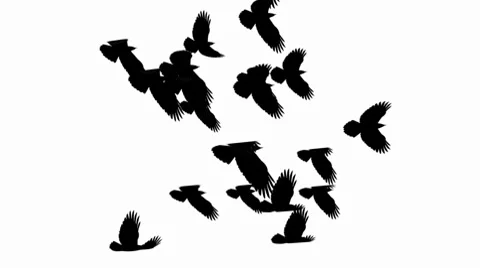 Birds_01 Stock Footage 8761675