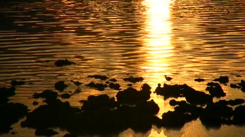 BirdsAtSunsetQuiet Stock-Footage 100312