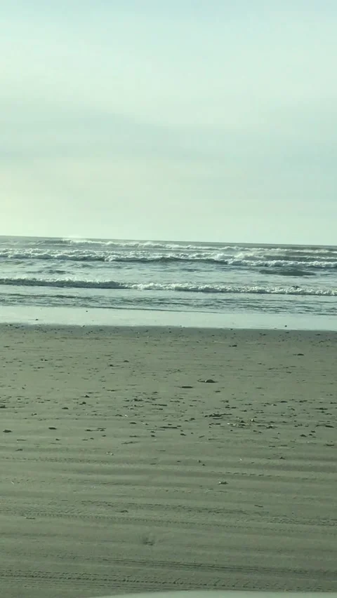 BirdsBeach02 Video stock 144687654