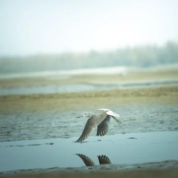 Birdscape Stock Photos