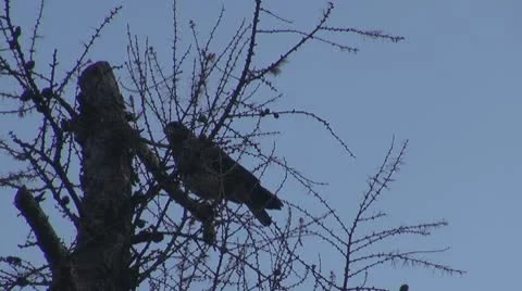 Birds,crow. Vídeos de archivo 10562649