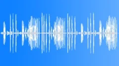 BIRD,SEA,GULL Sound Effect