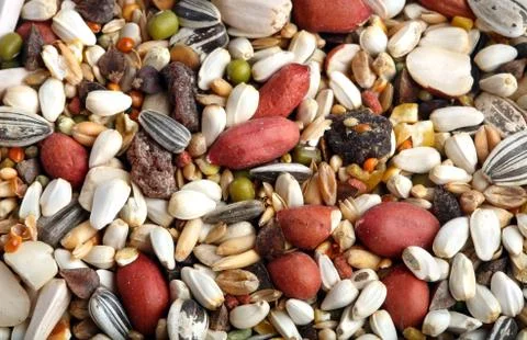 Birdseed background Фото