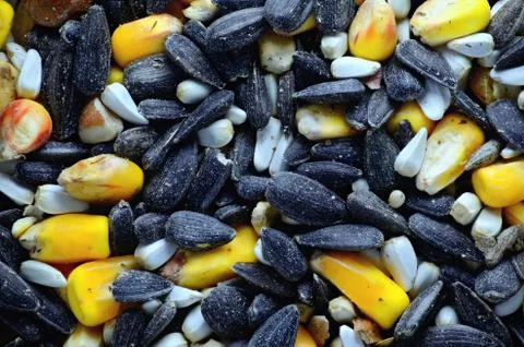 Birdseed macro Stock Photos