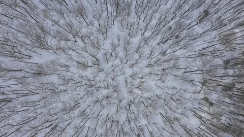 Birdseye drone flight over winter forest of bare deciduous trees. Ontario. Stock Footage