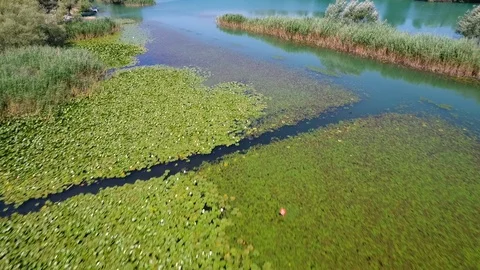 Birdseye over aquatic environment Video stock 100902393