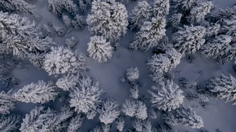 Birdseye of Snowy Trees in Winter 360º Spin for Transition Stock Footage