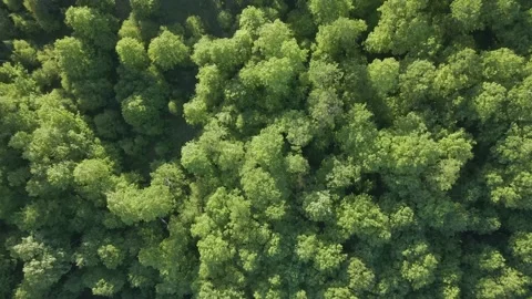 Birdseye Trees Stock Footage 229318211