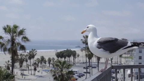 Birdseye Venice 스톡 동영상 76317301