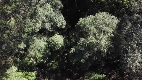 Birdseye view of Green forrest Stock Footage 168360761