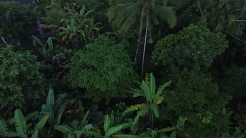 Birdseye view of a jungle 库存影片 263096306