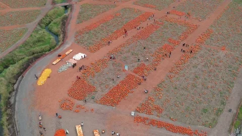 Birdseye view of a pumpkin patch in the Pacific Northwest on a family farm 库存影片 141162063