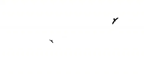 Birdsfly Stock Footage 505803